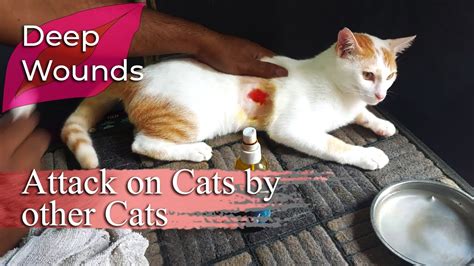 · If their skin or fur is . . How long does it take for a cat to recover from poisoning